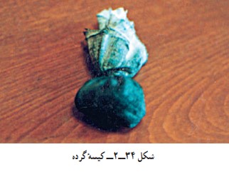 کیسه گرده در کارگاه قلمزنی صنایع دستی