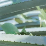 ادوتویلت مردانه منز کالکشن آگاو پاور | Men’s Collection Agave Power EDT | رایحه انرژی، قدرت و طراوت - تصویر 4