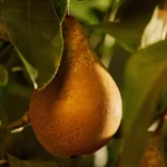 صابون مایع لوکس با رایحه گلابی تازه و تونکای خامه‌ای Essense&Co Pear & Tonka Hand & Body Wash - تصویر 5