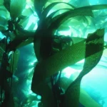 پرفیوم مردانه نوردیک واترز اینفینیت بلو Nordic Waters Infinite Blue for Him Eau de Parfum - تصویر 8