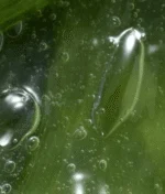 ژل اصلاح صاف‌کننده با آلوئه‌ورا فمینله – Feminelle Smoothing Shaving Gel with Aloe Vera - تصویر 3