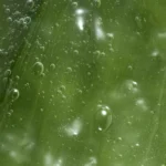 ژل بهداشتی بانوان آلوئه‌ورا Feminelle Soothing Intimate Hygiene Gel with Aloe Vera - تصویر 2