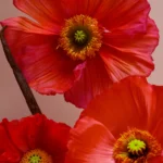 صابون مایع لاکچری اسنس خشخاش و وانیل | Essense&Co Poppy & Vanilla | لطافت و عطری ماندگار - تصویر 2